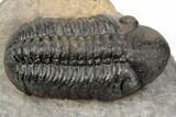 2.5" Detailed Reedops Trilobite - Atchana, Morocco - #196935-3